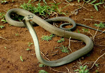Чёрная мамба (Змеи Южной Африки) · iNaturalist