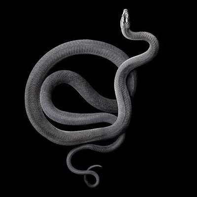 фотография черной змеи с поднятой вверх головой, картинка черная мамба,  рептилия, змея фон картинки и Фото для бесплатной загрузки