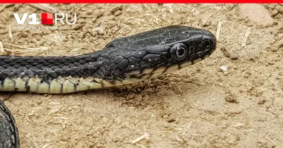Самая быстрая змея в мире — она может догнать любого, а яд убивает в 100%  случаев - Hi-News.ru