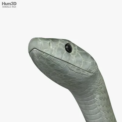 Крупный план черной змеи мамбы, найденной скользящей в природе | Премиум  Фото