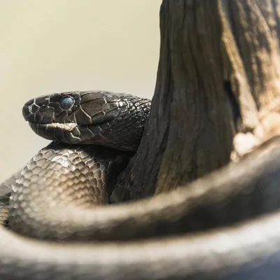 В Волгоградской области «заканчиваются» ядовитые змеи: гадюка Никольского  на грани вымирания
