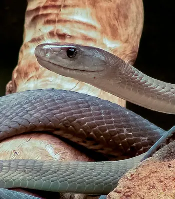 Змея черная мамба – опасная змея Африки. Описание и фото черной мамбы