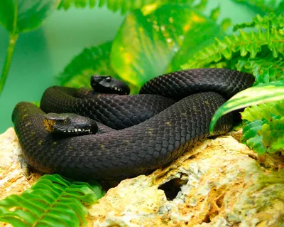 Змея черная мамба - описание, фото, содержание и уход