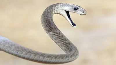Чёрная мамба: самая опасная змея в мире! Интересные факты о черной мамбе. -  YouTube