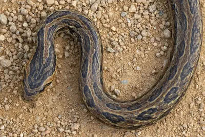 Змеи всё чаще начали появляться в населённых пунктах ЕАО — ЯДВ: служба  новостей