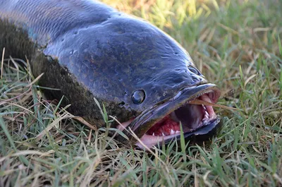 Нюансы ловли Змееголова для отличного улова | Простая Рыбалка! 🐟 | Дзен