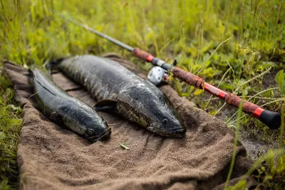 Нюансы ловли Змееголова для отличного улова | Простая Рыбалка! 🐟 | Дзен