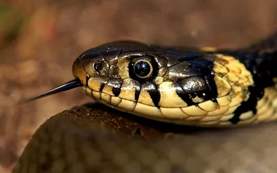 Почему змеи живут без головы | Ваша Планета | Дзен
