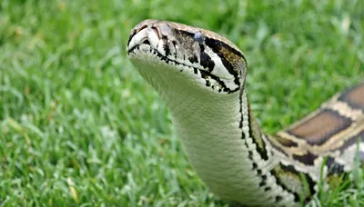 Золотая голова змея стоковое изображение. изображение насчитывающей  пепельнообразные - 95505251
