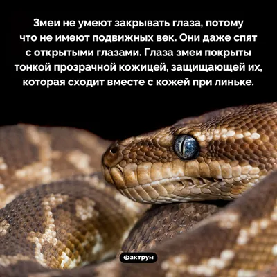 Западный удавчик: Родственник анаконды с юга России. Зачем древние греки  кидались ими во врага? | Книга животных | Дзен