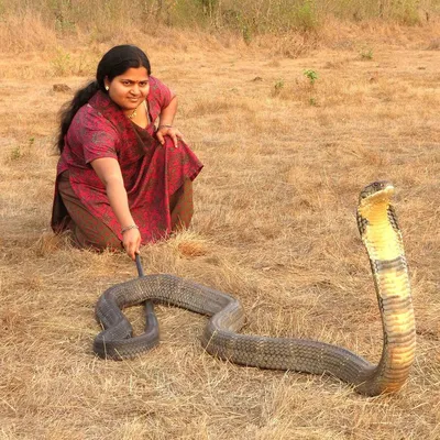 8-летний мальчик в Индии убил ядовитую змею своим укусом - АЗЕРТАДЖ