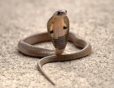 Ядовитая змея умерла после укуса восьмилетнего жителя Индии