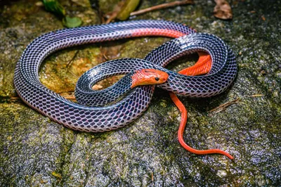 Новый вид змей | Пикабу