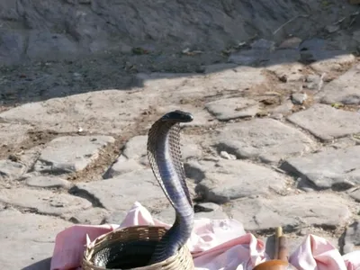 индия. гоа.морская змея. :: юрий макаров – Социальная сеть ФотоКто