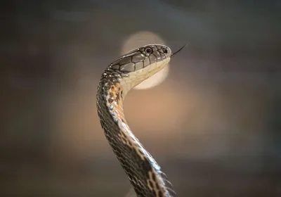 Опасная змея Кобра | Природа и жизнь | Дзен