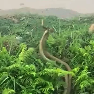 индийская змея-ядовитая змея-кобра с капотом. Наджа наджа. Змей,  обаятельный и кобра в корзине Стоковое Фото - изображение насчитывающей  кобра, ангстрома: 243964430