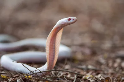 Индийские змеи - 140 фото всех видов с названиями и описанием