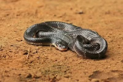 индийская крысиная змея стоковое изображение. изображение насчитывающей  западно - 230993655