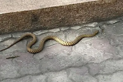 В Индии ядовитые змеи выползли на футбольное поле | ru.15min.lt