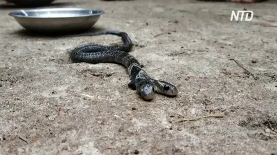 В Индии открыли новый вид змей благодаря фото в Instagram - МЕТА