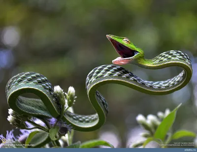В Индии сняли на видео драку гигантских змей - РИА Новости, 05.08.2020