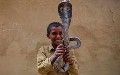 Индия и Ядовитая змея: религия, культура, традиции — Горячее | Пикабу