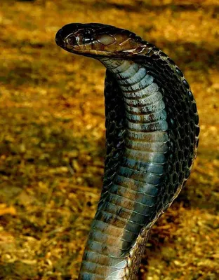 Редкая смертельно опасная кобра-альбинос пробралась в дом во время ливня -  Телеканал «Моя Планета»