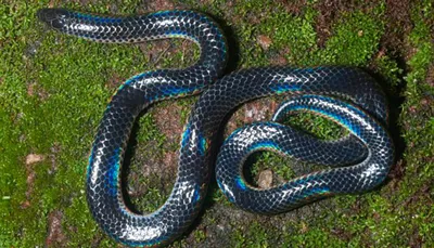 Индийские змееловы помогают отлавливать питонов во Флориде | ShareAmerica