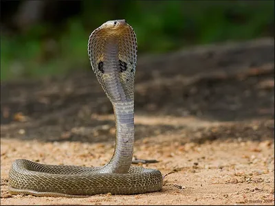 В Индии обнаружили редкую двухголовую змею