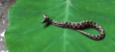ядовитая змея индии показала кобру в стенде опасной рептилии Иллюстрация  вектора - иллюстрации насчитывающей природа, гипноз: 225646447