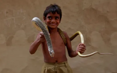 Двухголовая змея вызвала переполох в Индии — Новости мира сегодня  NTDНовости мира сегодня NTD