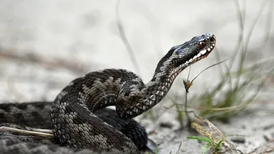 В Ивановской области по улицам поползли змеи | Кстати.news Иваново