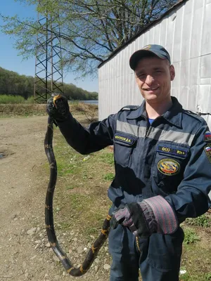 Жителей Пензенской области встревожило появление ядовитой змеи возле ДК |  25.07.2023 | Пенза - БезФормата