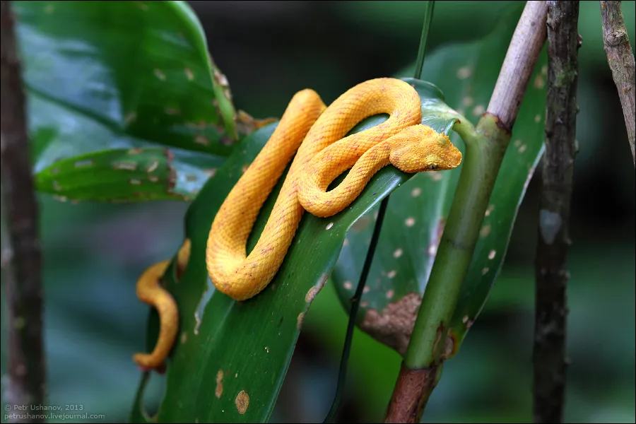 Змеи живут в тропическом лесу. Цепкохвостый ботропс. Ботропс Шлегеля. Цепкохвостый ботропс Шлегеля белый. Змея ботропс Шлегеля.