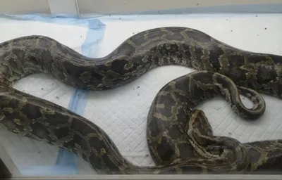 В Год змеи рептилии Ивановского зоопарка получили по коврику - KP.RU