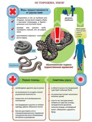 Змеиная опасность: как защититься от гадюк на дачном участке