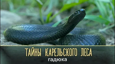 Глава Минздрава Карелии рассказал, как оказать первую помощь при укусе змеи  — ГТРК \"Карелия\"