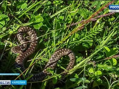 Туриста эвакуировали с острова в Карелии из-за укуса змеи – СампоТВ 360°