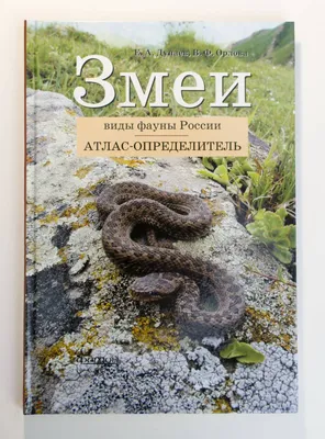 Ядовитые змеи и опасные черепахи дома? Как это возможно? Рассказываем -  KP.RU