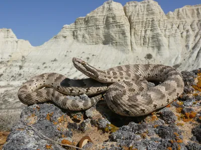 Змеи Казахстана