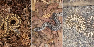 Новый вид неядовитых змей найден в Парагвае: 17 мая 2022, 18:19 - новости  на Tengrinews.kz