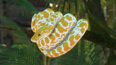 Стрела-змея (Psammophis lineolatus). Рептилии и амфибии Казахстана.