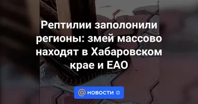 Змеи оккупировали популярную базу отдыха в Приморье