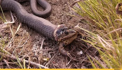 ОСОБЕННОСТИ РАСПРОСТРАНЕНИЯ ЯПОНСКОГО УЖА HEBIUS VIBAKARI (H. BOIE, 1826)  (COLUBRIDAE: NA