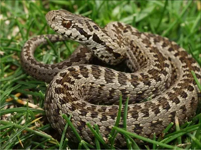 В Краснодаре эксперт объяснил, как опознать ядовитых змей - 10 апреля, 2018  Материалы «Кубань 24»