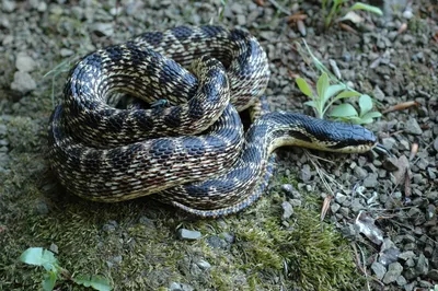 Ученые из Сочинского нацпарка открыли новый вид змеи