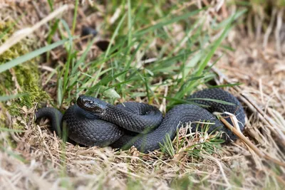 Самые опасные змеи Краснодарского края: ТОП-5 | В когтях у хищника | Дзен
