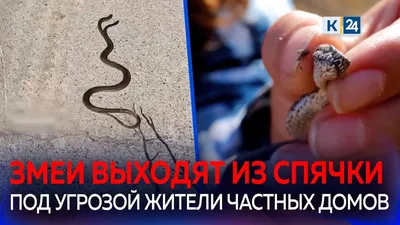 Какие виды змей обитают на Кубани и стоит ли их бояться?🐍 - YouTube