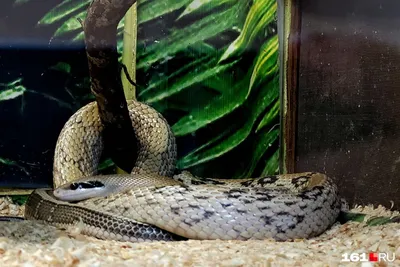 В центре Сочи обнаружили одну из самых опасных змей – гробовую гадюку |  ОБЩЕСТВО | АиФ Краснодар