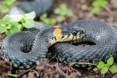 Какие змеи водятся в Ленобласти и что делать, если змея укусит › Статьи ›  47новостей из Ленинградской области